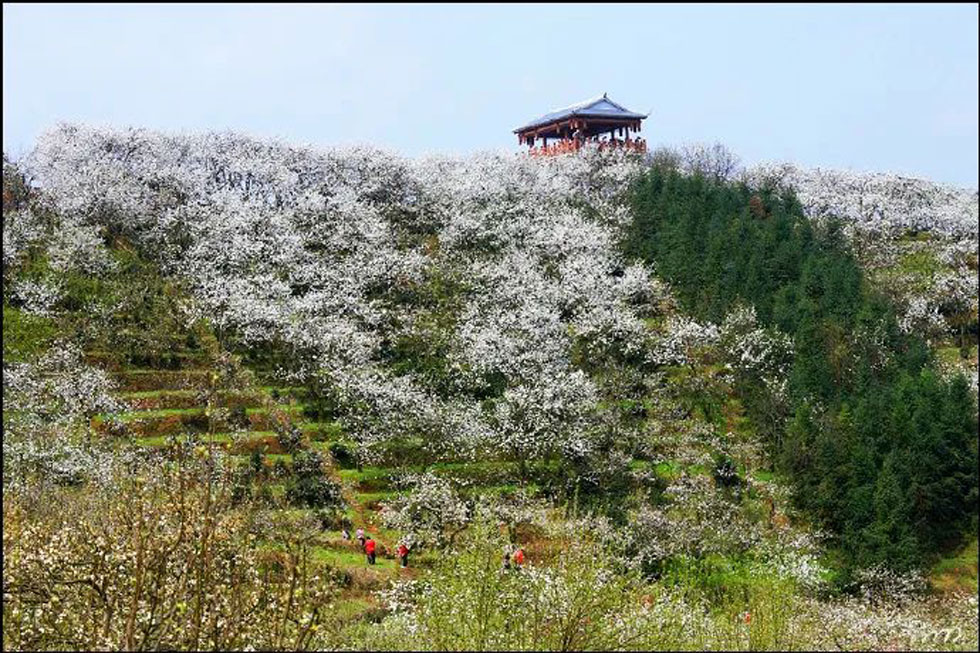【春天，广西桂林灌阳县向您发出邀请！】我们在灌阳看梨花 - 游山玩水 - 延安生活社区 - 延安28生活网 yanan.28life.net
