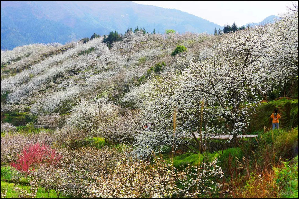 【春天，广西桂林灌阳县向您发出邀请！】我们在灌阳看梨花 - 游山玩水 - 延安生活社区 - 延安28生活网 yanan.28life.net