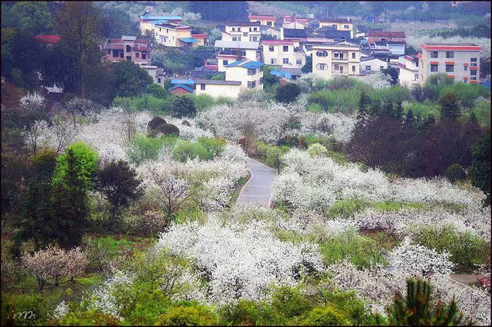 【春天，广西桂林灌阳县向您发出邀请！】我们在灌阳看梨花 - 游山玩水 - 延安生活社区 - 延安28生活网 yanan.28life.net