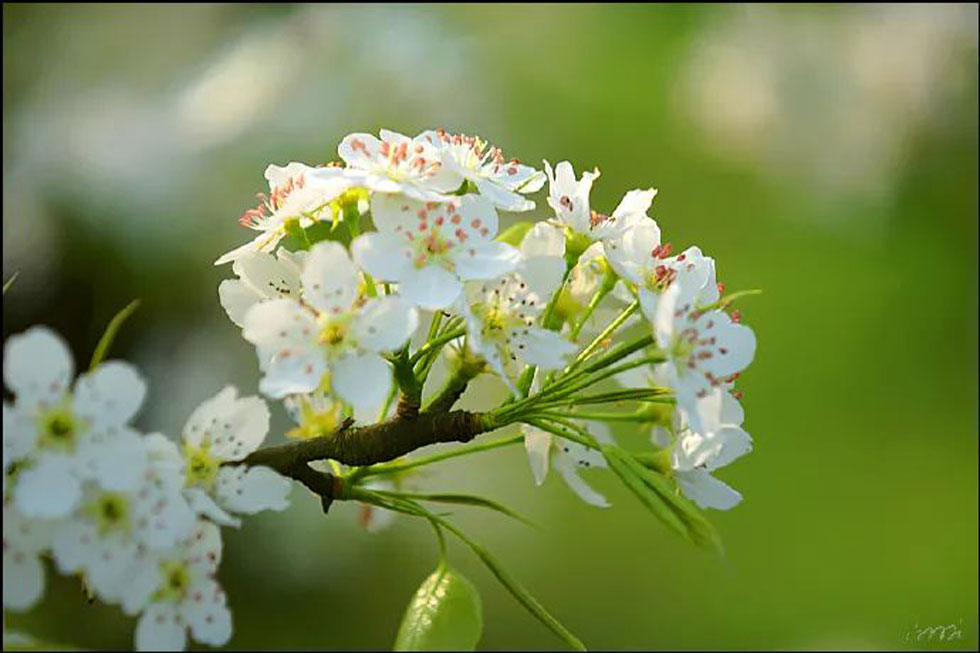【春天，广西桂林灌阳县向您发出邀请！】我们在灌阳看梨花 - 游山玩水 - 延安生活社区 - 延安28生活网 yanan.28life.net