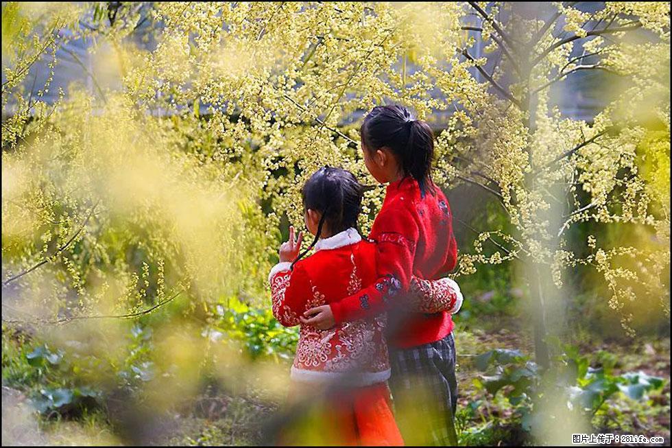 【春天，广西桂林灌阳县向您发出邀请！】米珠山前有片山苍子花在飘香 - 游山玩水 - 延安生活社区 - 延安28生活网 yanan.28life.net