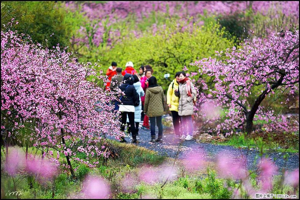 【春天,广西桂林灌阳县向您发出邀请!】官庄村有个醉美的桃花园 - 游山玩水 - 延安生活社区 - 延安28生活网 yanan.28life.net