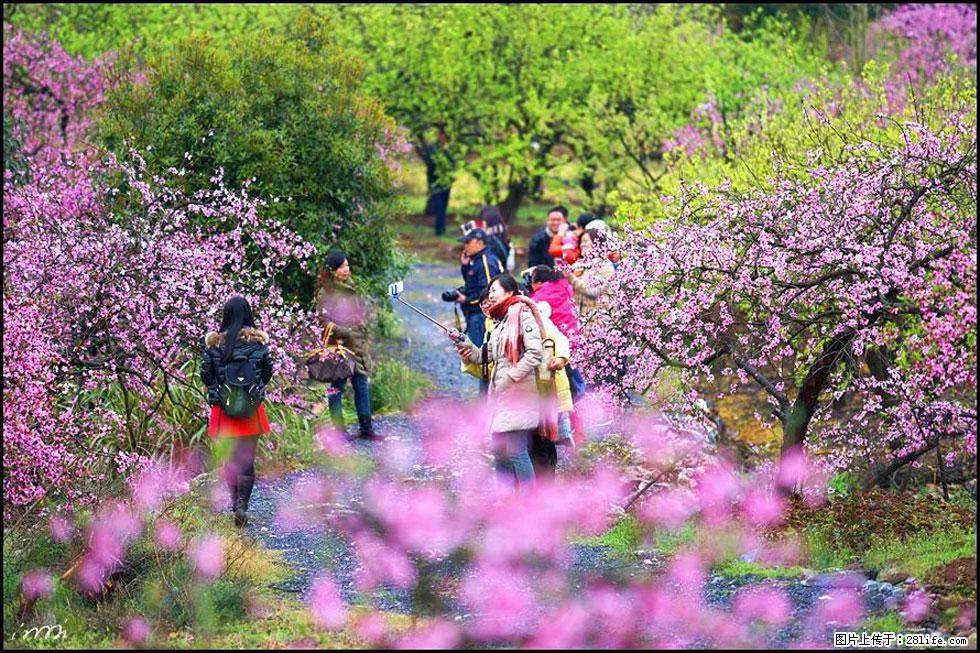 【春天,广西桂林灌阳县向您发出邀请!】官庄村有个醉美的桃花园 - 游山玩水 - 延安生活社区 - 延安28生活网 yanan.28life.net