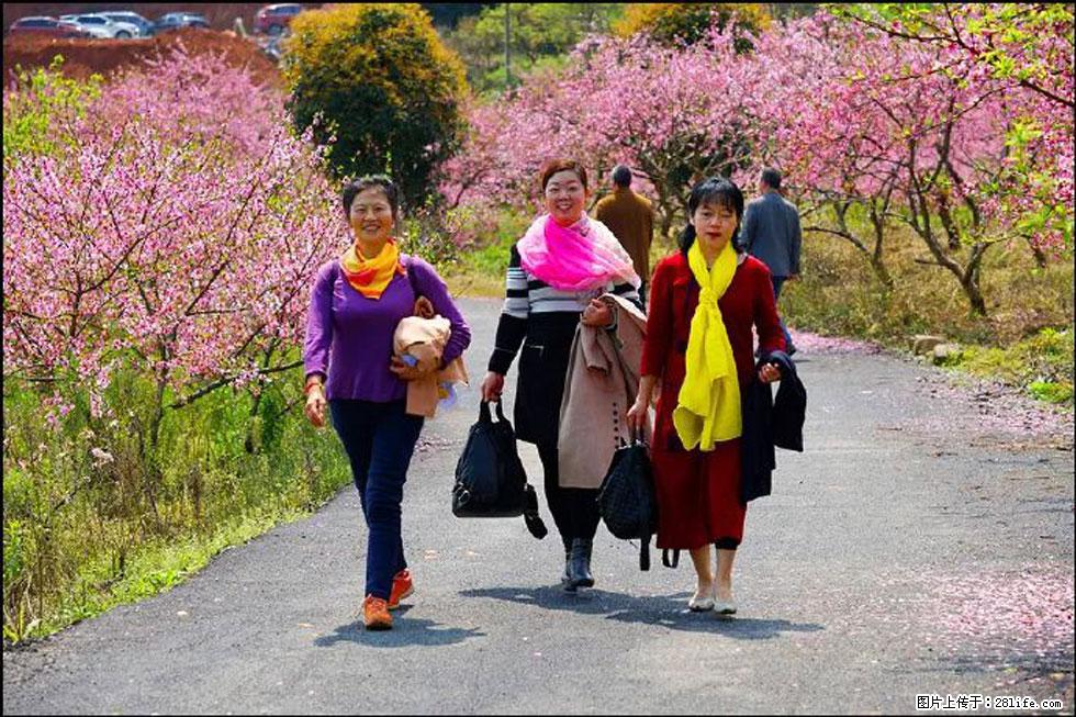 【春天,广西桂林灌阳县向您发出邀请!】官庄村有个醉美的桃花园 - 游山玩水 - 延安生活社区 - 延安28生活网 yanan.28life.net