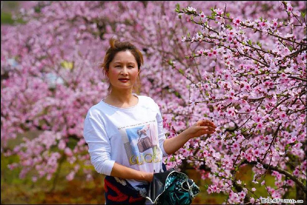 【春天,广西桂林灌阳县向您发出邀请!】官庄村有个醉美的桃花园 - 游山玩水 - 延安生活社区 - 延安28生活网 yanan.28life.net