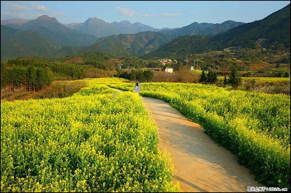 【春天，广西桂林灌阳县向您发出邀请！】长坪村油菜盛情花开 - 游山玩水 - 延安生活社区 - 延安28生活网 yanan.28life.net