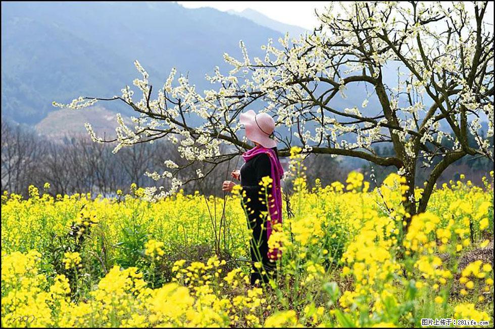 【春天，广西桂林灌阳县向您发出邀请！】长坪村油菜盛情花开 - 游山玩水 - 延安生活社区 - 延安28生活网 yanan.28life.net
