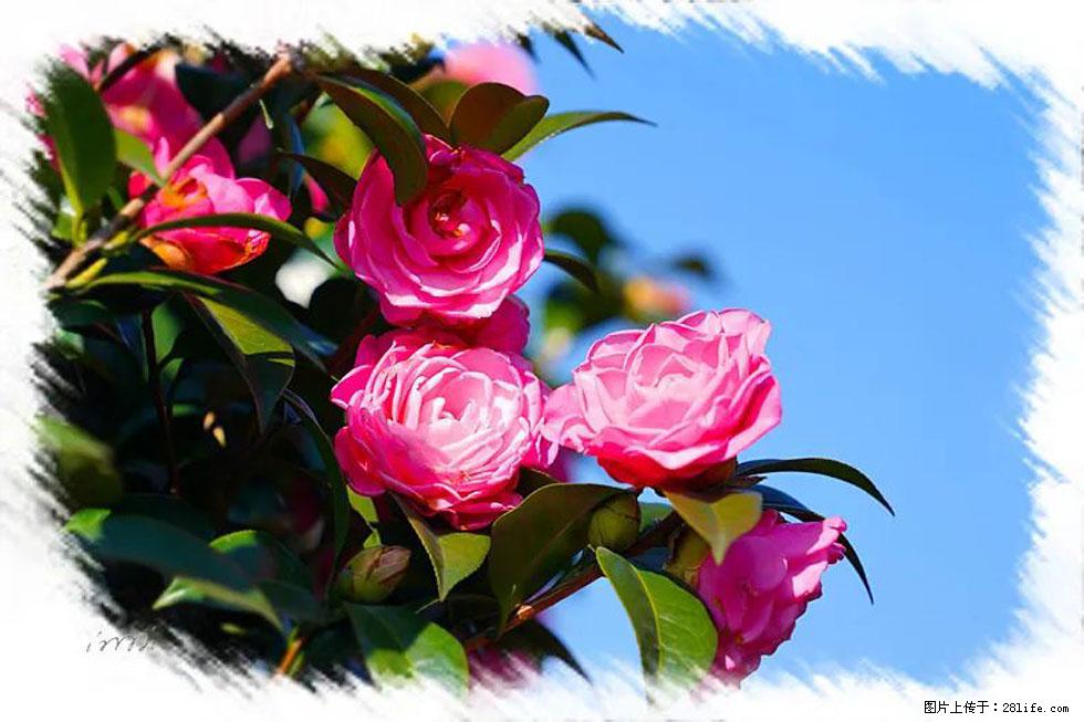 【春天，广西桂林灌阳县向您发出邀请！】杨柳井茶花惹人爱 - 游山玩水 - 延安生活社区 - 延安28生活网 yanan.28life.net