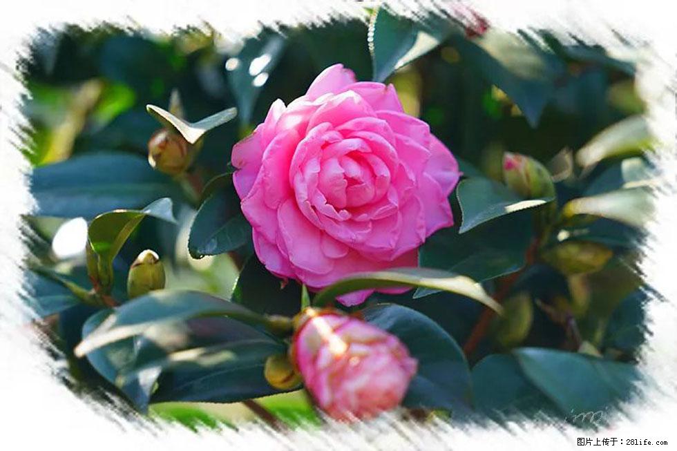 【春天，广西桂林灌阳县向您发出邀请！】杨柳井茶花惹人爱 - 游山玩水 - 延安生活社区 - 延安28生活网 yanan.28life.net