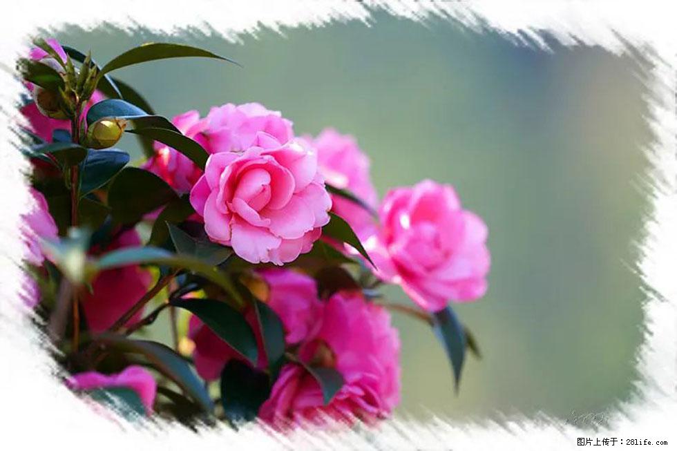 【春天，广西桂林灌阳县向您发出邀请！】杨柳井茶花惹人爱 - 游山玩水 - 延安生活社区 - 延安28生活网 yanan.28life.net