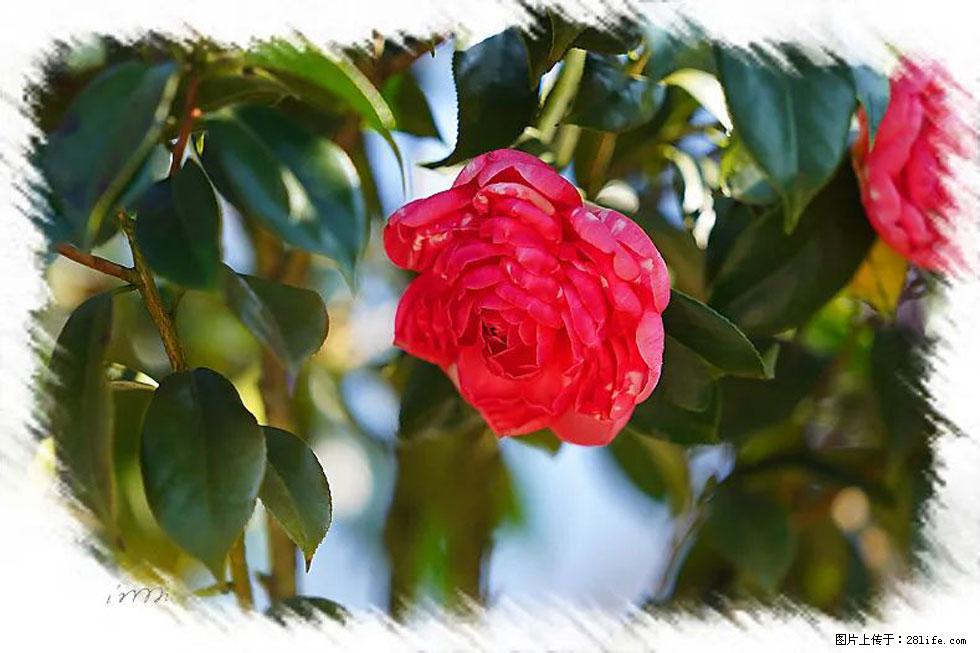 【春天，广西桂林灌阳县向您发出邀请！】杨柳井茶花惹人爱 - 游山玩水 - 延安生活社区 - 延安28生活网 yanan.28life.net
