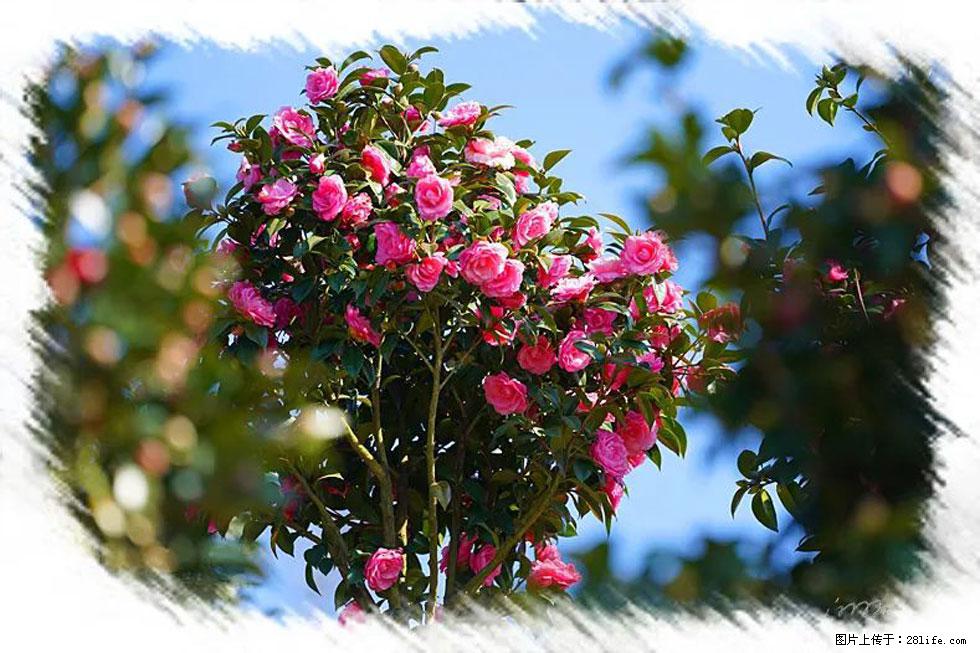 【春天，广西桂林灌阳县向您发出邀请！】杨柳井茶花惹人爱 - 游山玩水 - 延安生活社区 - 延安28生活网 yanan.28life.net