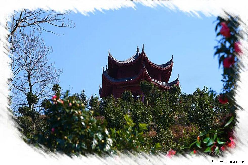【春天，广西桂林灌阳县向您发出邀请！】杨柳井茶花惹人爱 - 游山玩水 - 延安生活社区 - 延安28生活网 yanan.28life.net