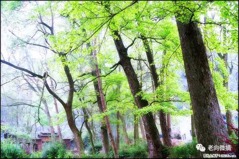 【春天，广西桂林灌阳县向您发出邀请！】在小龙村与春天约会 - 游山玩水 - 延安生活社区 - 延安28生活网 yanan.28life.net