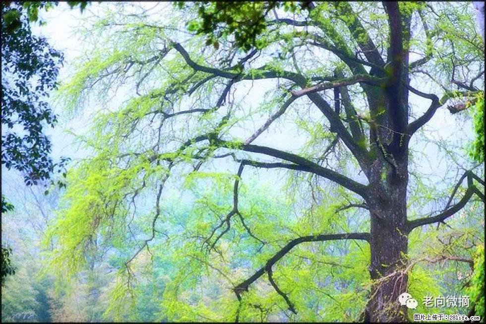 【春天，广西桂林灌阳县向您发出邀请！】在小龙村与春天约会 - 游山玩水 - 延安生活社区 - 延安28生活网 yanan.28life.net