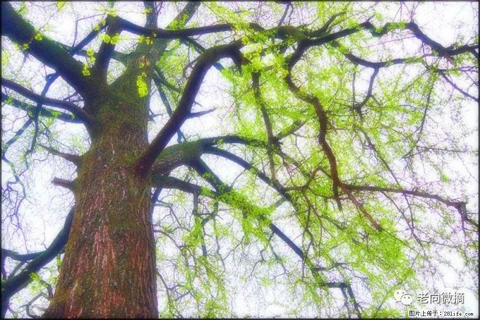 【春天，广西桂林灌阳县向您发出邀请！】在小龙村与春天约会 - 游山玩水 - 延安生活社区 - 延安28生活网 yanan.28life.net