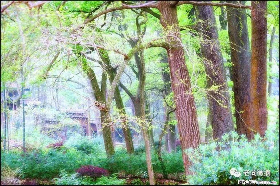【春天，广西桂林灌阳县向您发出邀请！】在小龙村与春天约会 - 游山玩水 - 延安生活社区 - 延安28生活网 yanan.28life.net