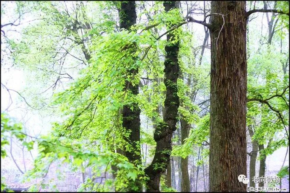 【春天，广西桂林灌阳县向您发出邀请！】在小龙村与春天约会 - 游山玩水 - 延安生活社区 - 延安28生活网 yanan.28life.net