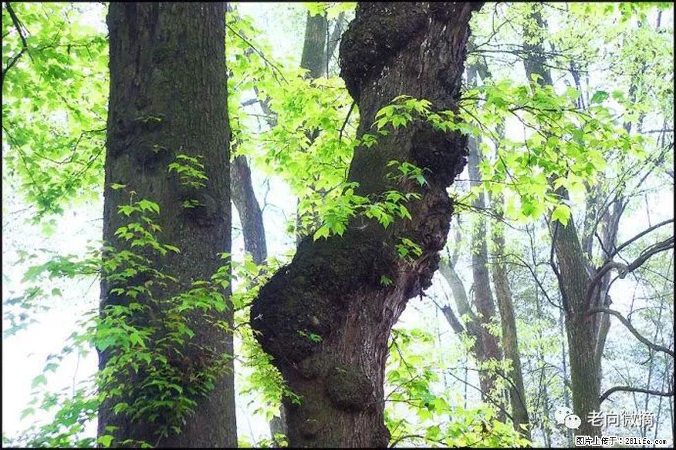 【春天，广西桂林灌阳县向您发出邀请！】在小龙村与春天约会 - 游山玩水 - 延安生活社区 - 延安28生活网 yanan.28life.net