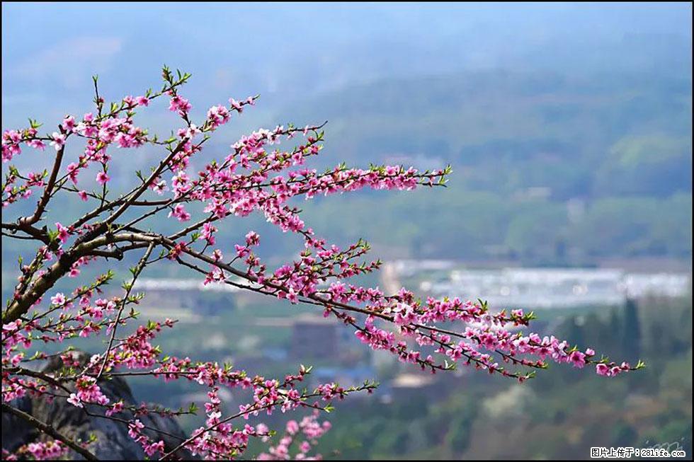 【春天，广西桂林灌阳县向您发出邀请！】望月岭上桃花开 - 游山玩水 - 延安生活社区 - 延安28生活网 yanan.28life.net