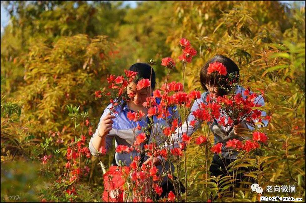 【春天，广西桂林灌阳县向您发出邀请！】登麒麟山，相约映山红 - 游山玩水 - 延安生活社区 - 延安28生活网 yanan.28life.net