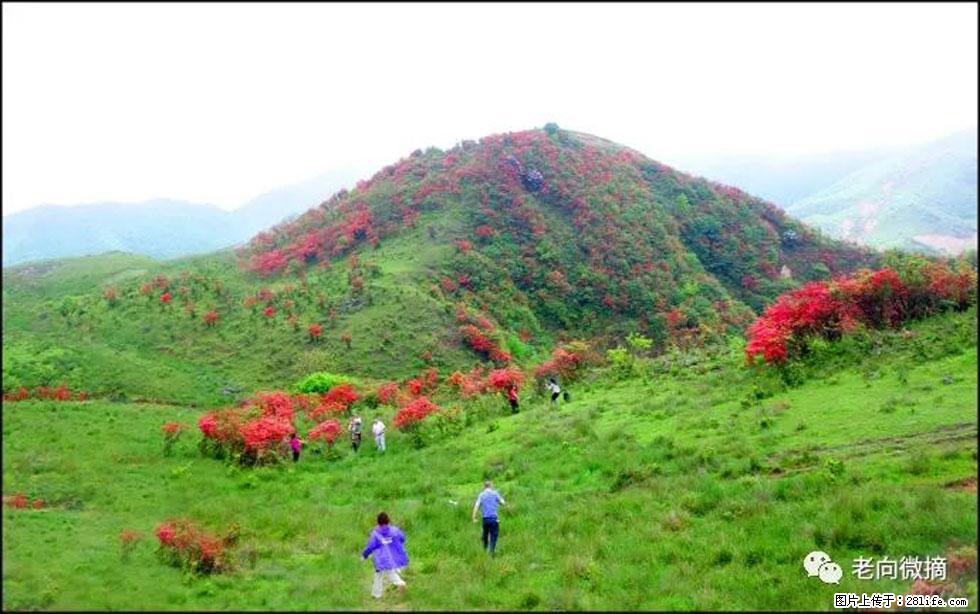 【春天，广西桂林灌阳县向您发出邀请！】宝盖山上映山红 - 游山玩水 - 延安生活社区 - 延安28生活网 yanan.28life.net