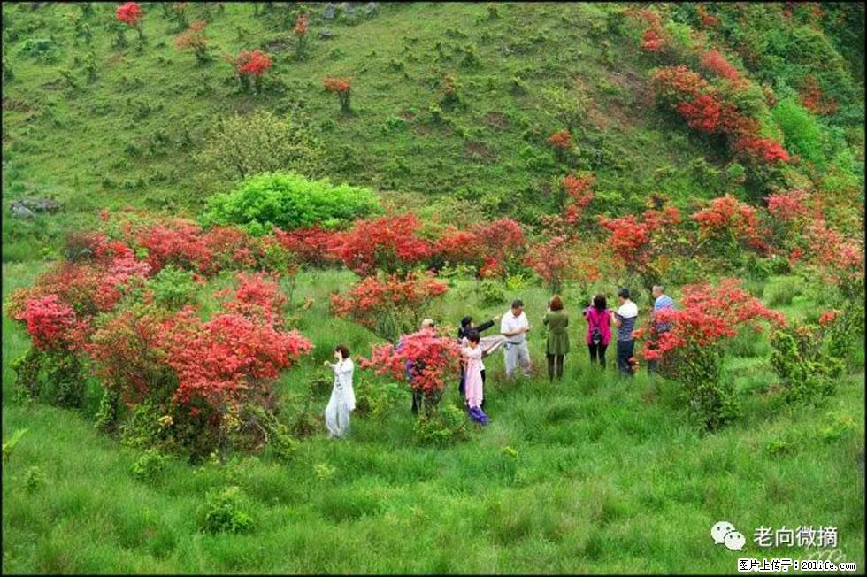 【春天，广西桂林灌阳县向您发出邀请！】宝盖山上映山红 - 游山玩水 - 延安生活社区 - 延安28生活网 yanan.28life.net