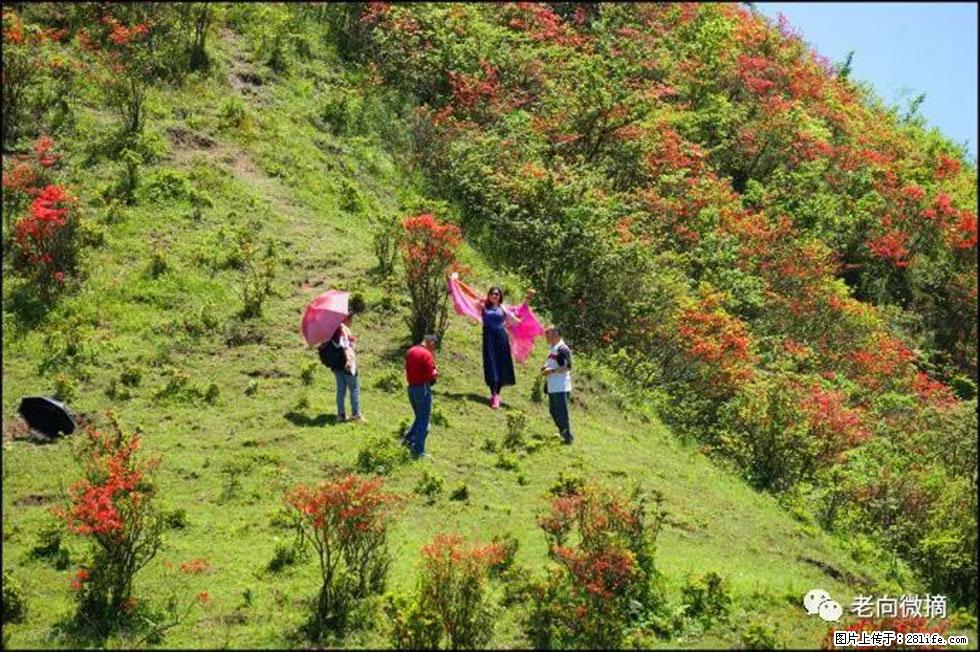 【春天，广西桂林灌阳县向您发出邀请！】宝盖山上映山红 - 游山玩水 - 延安生活社区 - 延安28生活网 yanan.28life.net