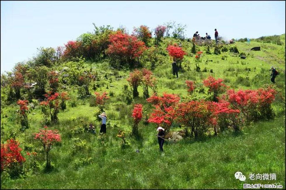 【春天，广西桂林灌阳县向您发出邀请！】宝盖山上映山红 - 游山玩水 - 延安生活社区 - 延安28生活网 yanan.28life.net
