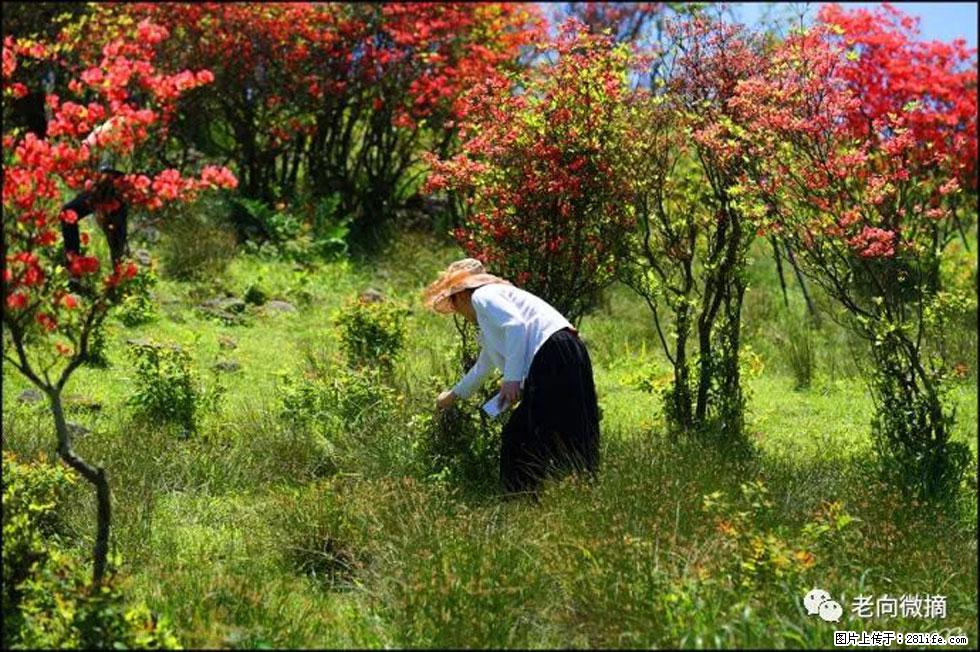 【春天，广西桂林灌阳县向您发出邀请！】宝盖山上映山红 - 游山玩水 - 延安生活社区 - 延安28生活网 yanan.28life.net