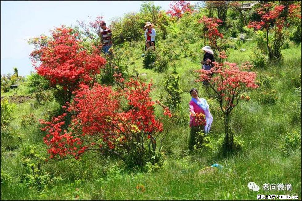 【春天，广西桂林灌阳县向您发出邀请！】宝盖山上映山红 - 游山玩水 - 延安生活社区 - 延安28生活网 yanan.28life.net