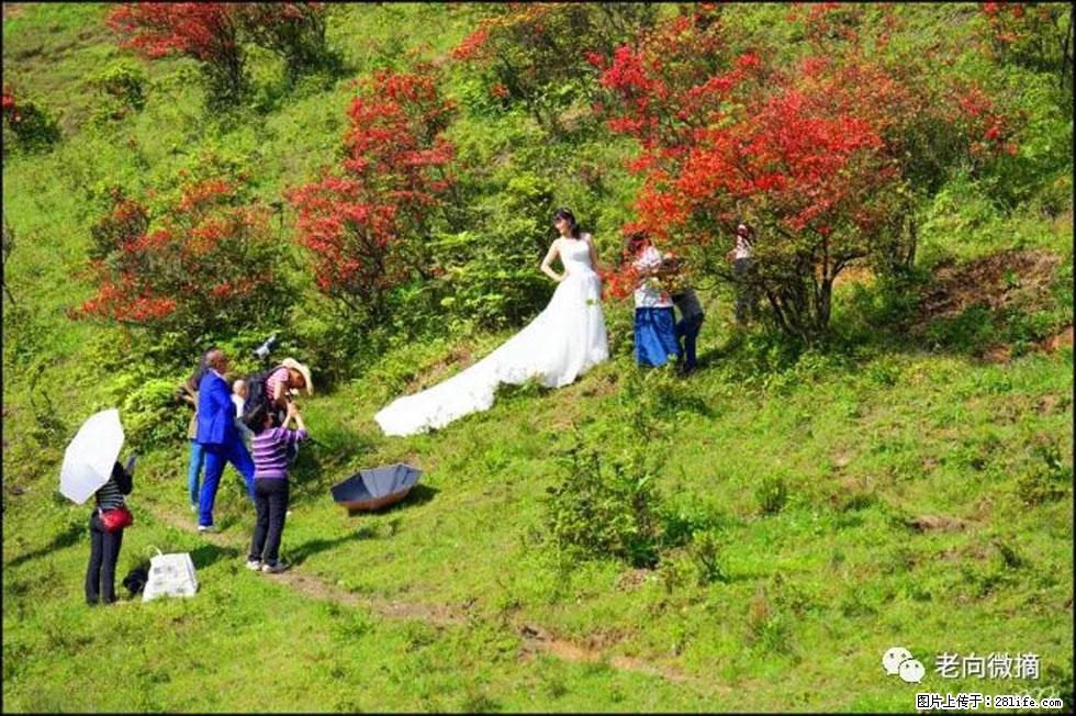【春天，广西桂林灌阳县向您发出邀请！】宝盖山上映山红 - 游山玩水 - 延安生活社区 - 延安28生活网 yanan.28life.net
