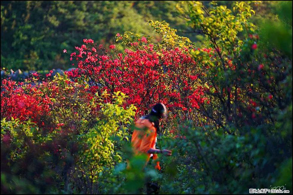 【春天，广西桂林灌阳县向您发出邀请！】春木界上映山红 - 游山玩水 - 延安生活社区 - 延安28生活网 yanan.28life.net
