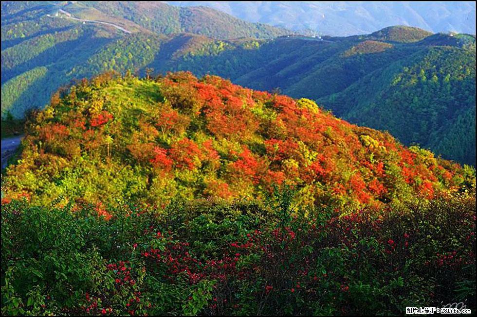 【春天，广西桂林灌阳县向您发出邀请！】春木界上映山红 - 游山玩水 - 延安生活社区 - 延安28生活网 yanan.28life.net