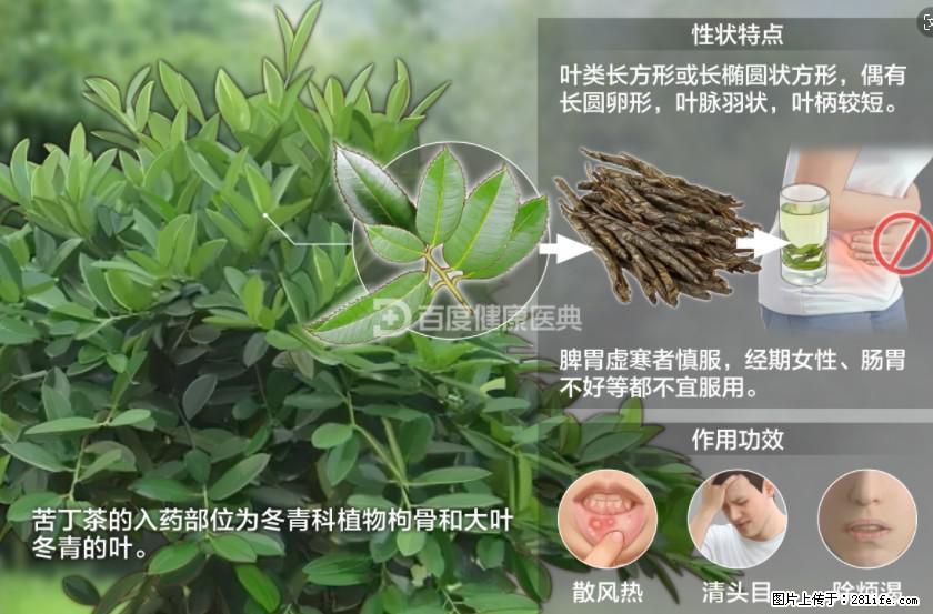 苦丁茶有哪些功效和作用 - 生活百科 - 延安生活社区 - 延安28生活网 yanan.28life.net