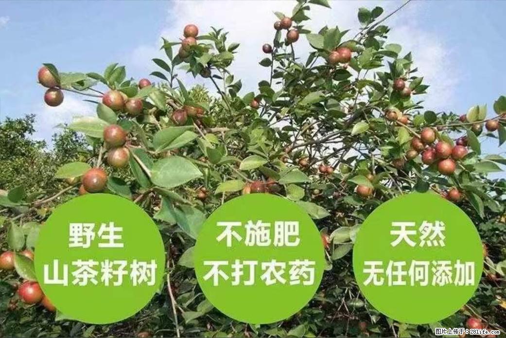 【灌阳县油茶产业示范区】一个有着充实的精神生活的人，对待身外之物自会有一种淡泊的态度 - 土特产 - 饮食特产 - 延安分类信息 - 延安28生活网 yanan.28life.net