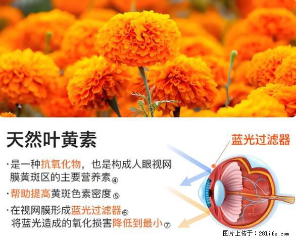 叶黄素有什么功效和作用 - 生活百科 - 延安生活社区 - 延安28生活网 yanan.28life.net