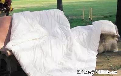 被子有异味？只要这样做，比晒太阳还强100倍！ - 家居生活 - 延安生活社区 - 延安28生活网 yanan.28life.net