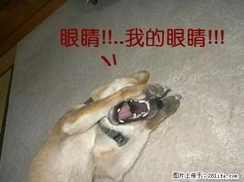 笑癫了！一女的怀孕三年未生，他终于忍不住了... - 娱乐八卦 - 延安生活社区 - 延安28生活网 yanan.28life.net