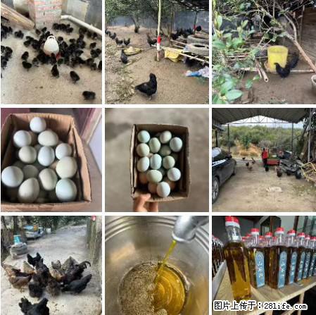 油茶园从小鸡仔开始养起的纯土鸡、土鸡蛋可以预定啦！还有前几天刚榨的纯山茶油哦 - 美食天地 - 延安生活社区 - 延安28生活网 yanan.28life.net
