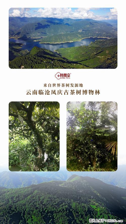时间果百年古树2025年春红茶 - 购物交流 - 延安生活社区 - 延安28生活网 yanan.28life.net