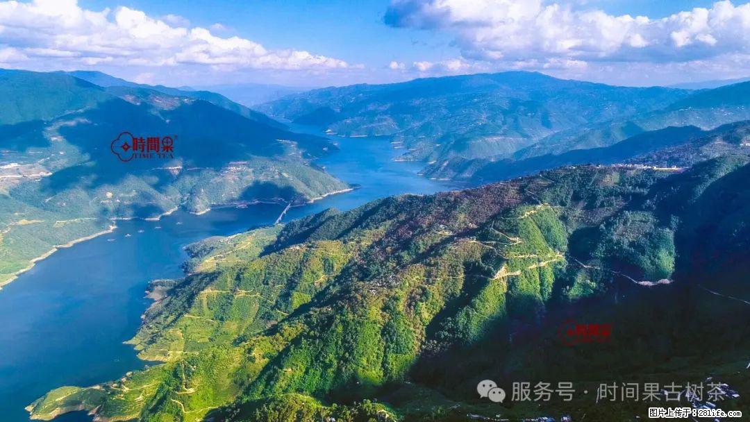 时间果百年古树龙珠普洱生茶 - 购物交流 - 延安生活社区 - 延安28生活网 yanan.28life.net