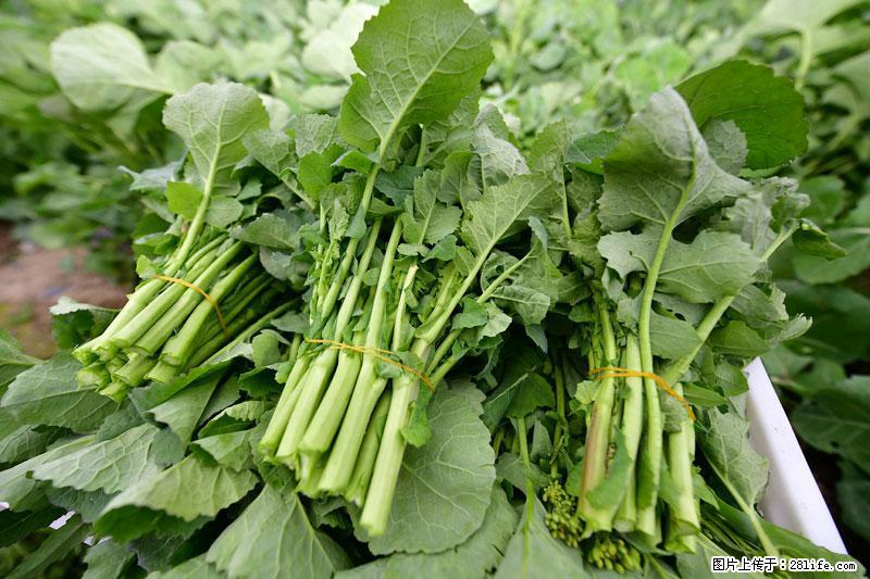 这些蔬菜是“天然钙片”，这6种被医生重点推荐 - 延安生活资讯 - 延安28生活网 yanan.28life.net